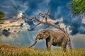 Young elephant scratching its back in front of dramatic sky Royalty Free Stock Photo