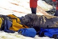 Young elephant seal in a molt on duffel bags