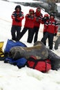 Young elephant seal in a molt on duffel bags