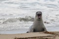 Young Elephant Seal Pops Up to Bark On California Coast Royalty Free Stock Photo