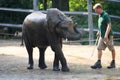 Young elephant shower in Zoo Wuppertal, Germany. Zookeeper brushing elephant skin. Royalty Free Stock Photo