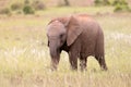 young elephant in the South African Bush