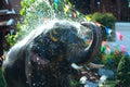 Young elephant splashing water.