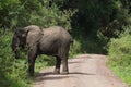 Young elephant standing on the narrow dusty road in Manyara national park