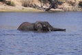 Young elephant swimming in deep water. Royalty Free Stock Photo