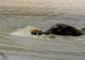 Young elephant swimming and enjoying spashing the water, Kruger