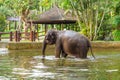 Young elephant swimming in the pool on the background of gazebos and palm trees Royalty Free Stock Photo