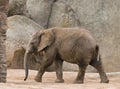 Young Elephant Walking Royalty Free Stock Photo