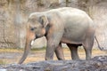 An elephant walking around at a zoo Royalty Free Stock Photo