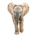 Young Elephant Walking with Expressive Eyes in a Studio Setting on White Background Royalty Free Stock Photo