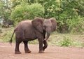 Young elephant walking over the road Royalty Free Stock Photo