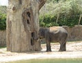 Young Elephant in Zoo