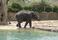 Young Elephant in Zoo