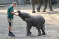 Young elephant with zookeeper in Zoo Wuppertal, Germany. Animal keeper controls mouth and trunk Royalty Free Stock Photo