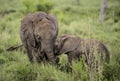 Young Elephants cuddling, Serengeti Royalty Free Stock Photo