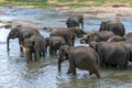 Young elephants from the Pinnawala Elephant Orphanage (Pinnewala) bath in the Maha Oya River in central Sri Lanka. Royalty Free Stock Photo