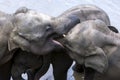 Young elephants from the Pinnawala Elephant Orphanage (Pinnawela) relax on the bank of the Maha Oya River. Royalty Free Stock Photo