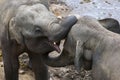 Young elephants from the Pinnawala Elephant Orphanage (Pinnawela) relax on the bank of the Maha Oya River. Royalty Free Stock Photo