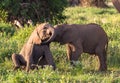 Young elephants play. Amboseli, Kenya