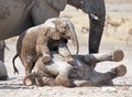 Young elephants playing. Royalty Free Stock Photo
