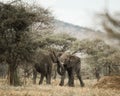 Young elephants playing, Serengeti, Tanzania