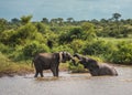 Young elephants playing in water, Kruger National Park, South Africa