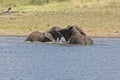 Young elephants playing in the water Royalty Free Stock Photo