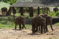 Young elephants race to be first in the queue during feeding time