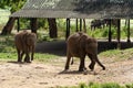 Young elephants race to be first in the queue during feeding time