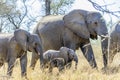 Group of young elephants navigating the South African bush alongside adult companions Royalty Free Stock Photo