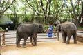 Young elephants standing and waiting travelers people feeding at samphran elephant ground & zoo in Nakhon Phatom, Thailand