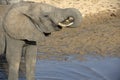 Young elephants standing in water with trunk in mouth