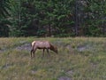 Young elk bull (Cervus canadensis) with small antlers grazing on meadow in Jasper, Canada in the Rocky Mountains.