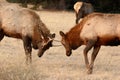 Young Elk Bulls Sparring Royalty Free Stock Photo