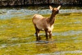 Young Elk Crossing River in Yellowstone