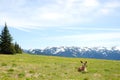 Young Elk Doe on Hurricane Ridge