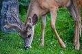 A Young Elk Grazing