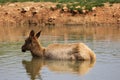 A young elk in a pond