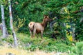 Young Elk Rocky Mountain National Park Royalty Free Stock Photo