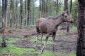 Young elk in the woods of sweden