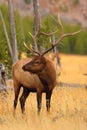 Young Elk in Yellowstone Royalty Free Stock Photo