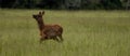 Young Elk Zooming Across Meadow Panorama Royalty Free Stock Photo