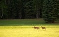 Young elks running in field