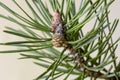 A young emerging cone of Common Scots pine