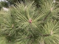 Young emerging cone of pine