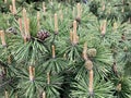 Young emerging cones of pine