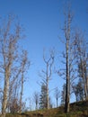 Young empty trees on slope in sunset light