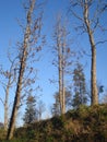 Young empty trees on slope in sunset light