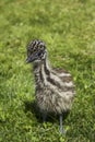 Young Emu Chick Looking Cute in Grass