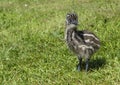Young Emu Chick Looking Cute in Grass Royalty Free Stock Photo